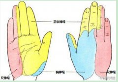 正中神经的那些事儿，这一篇全部告诉你~