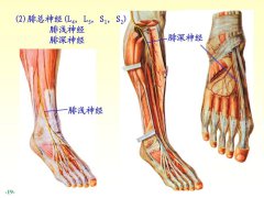 2分钟告诉你，什么是腓总神经损伤！