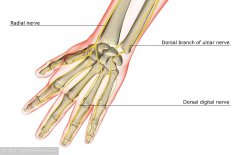 关于“麻筋”，你一定不知道的事情~