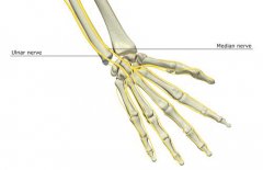 “麻筋”，也许比你想象中的更脆弱