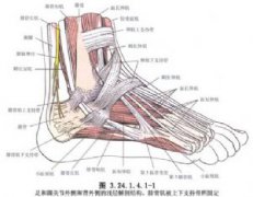 腓总神经损伤怎么治疗？点开这篇不亏哦~