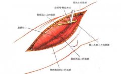 肌皮神经损伤有哪些症状呢