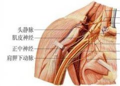 肌皮神经损伤的症状及危害怎么样