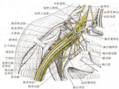腋神经损伤的诊断依据